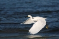 Snowy-Egret;Egret;Egretta-thula;Flight;Foraging;Flying-bird;action;aloft;behavio